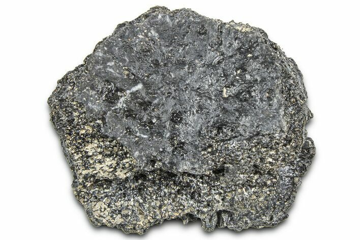 Fossil Glyptodont (Glyptotherium) Bony Armor Osteoderm - Florida #362352